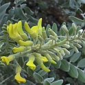 Sophora tomentosa (2)